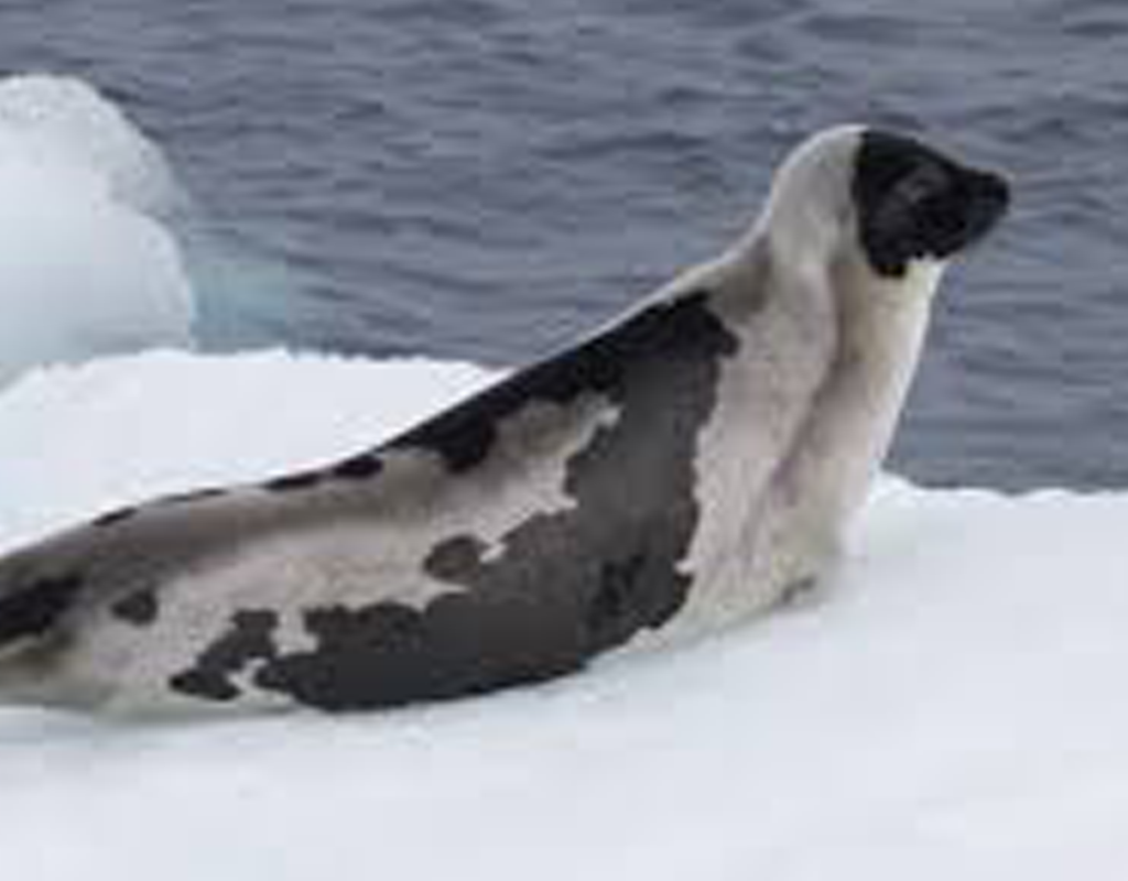 Harp-Seal-@
